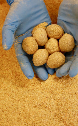 olive panate pronte per la frittura Liva Fritta